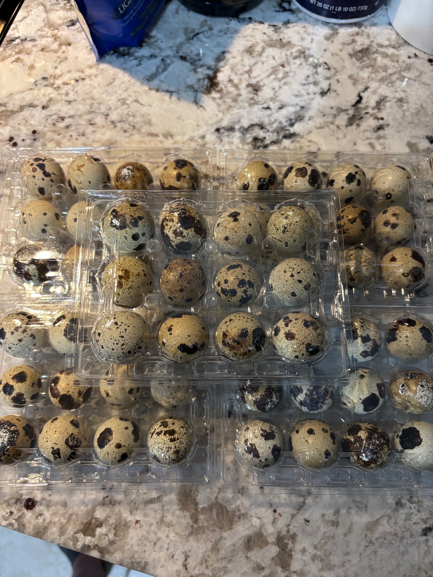 Fresh Dozen Jumbo Coturnix Quail Hatching Eggs