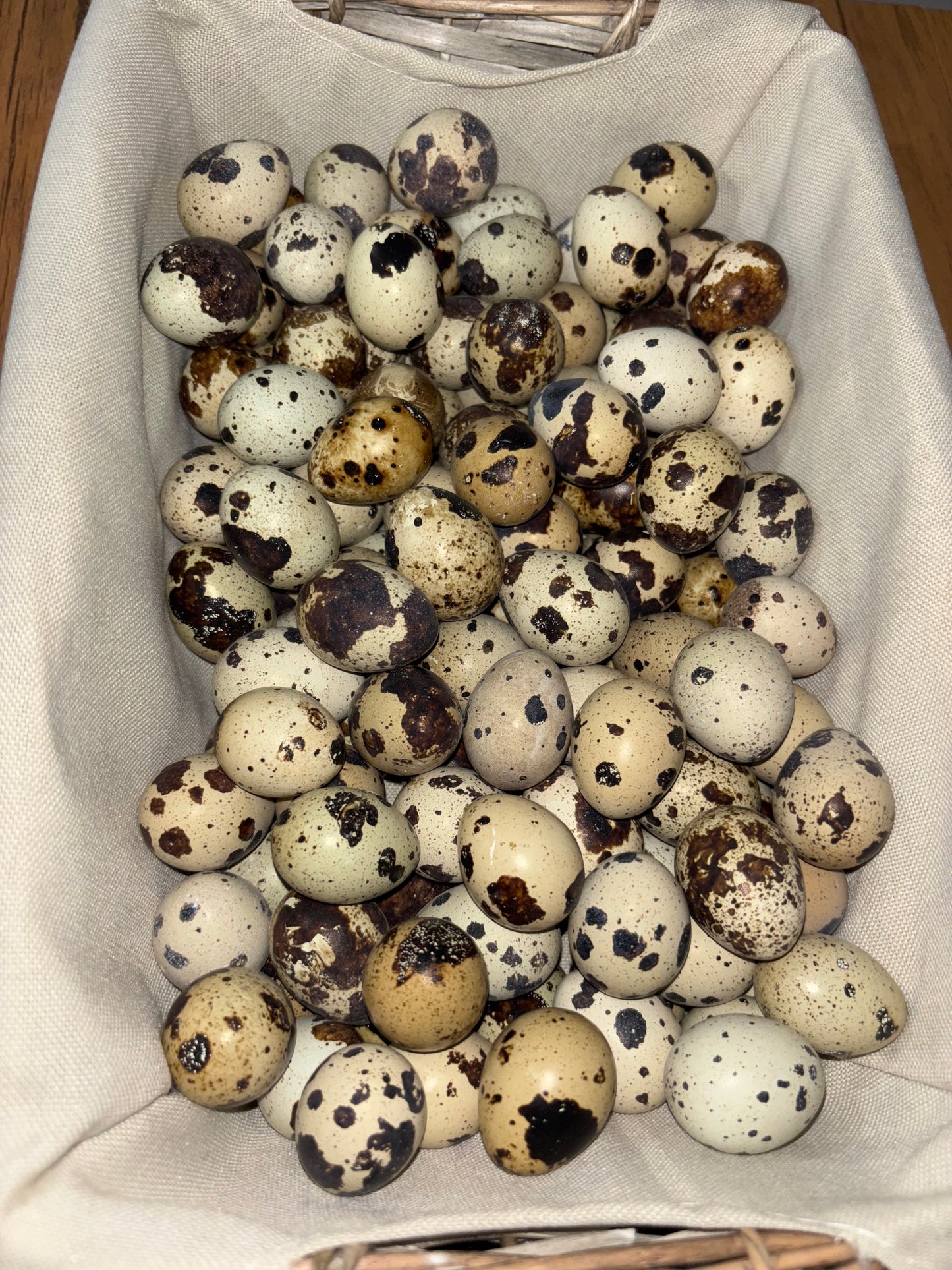 Fresh Dozen Jumbo Coturnix Quail Hatching Eggs